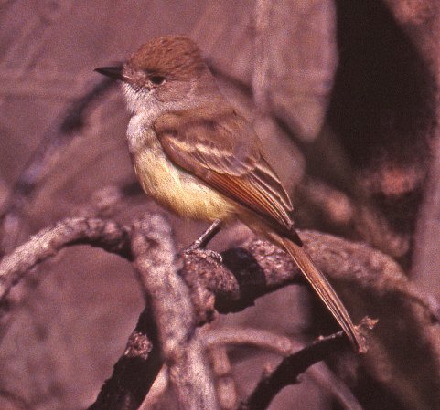 Photo (3): Nutting's Flycatcher