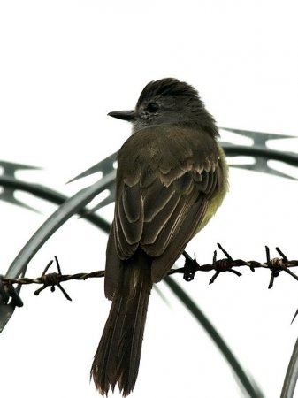 Photo (2): Panama Flycatcher