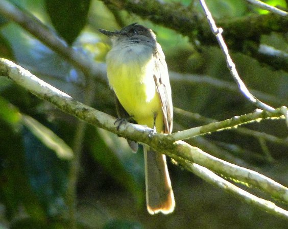 Photo (14): Dusky-capped Flycatcher