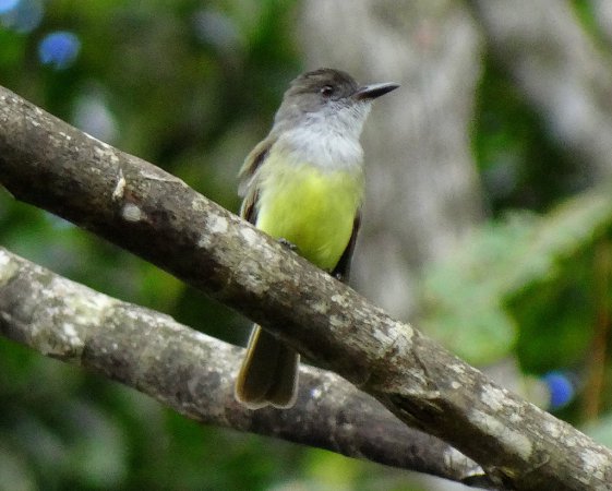 Photo (19): Dusky-capped Flycatcher