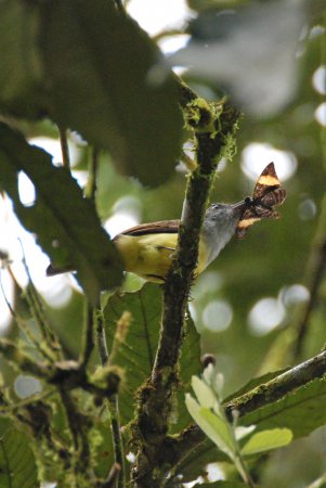 Photo (18): Dusky-capped Flycatcher