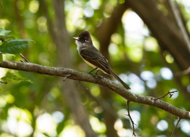 Photo (20): Dusky-capped Flycatcher