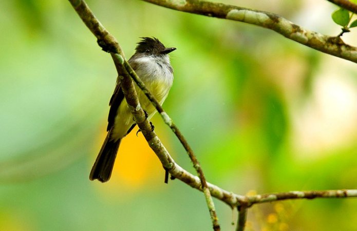 Photo (13): Dusky-capped Flycatcher