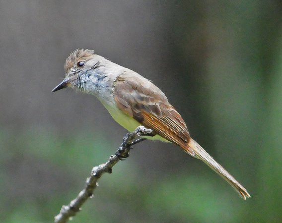 Photo (8): Dusky-capped Flycatcher