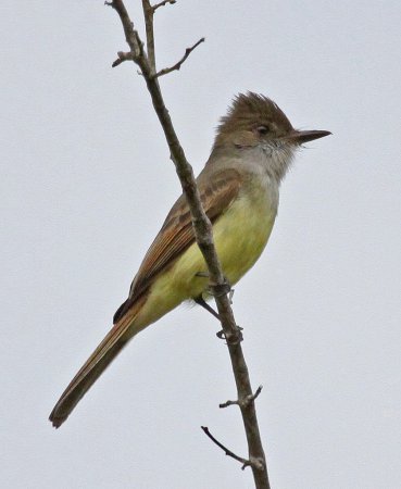 Photo (4): Dusky-capped Flycatcher