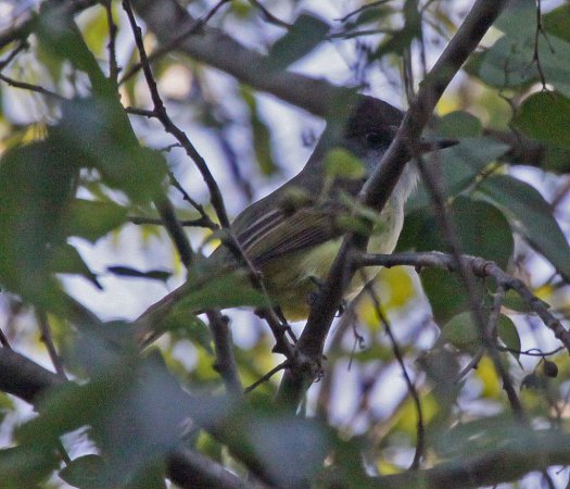 Photo (17): Dusky-capped Flycatcher