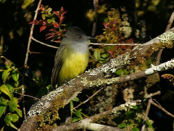 Photo (11): Dusky-capped Flycatcher