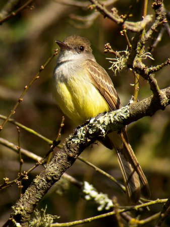 Photo (6): Dusky-capped Flycatcher
