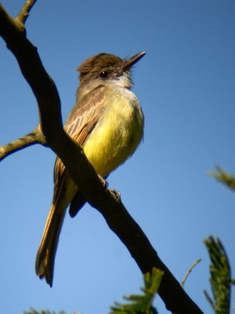 Photo (3): Dusky-capped Flycatcher