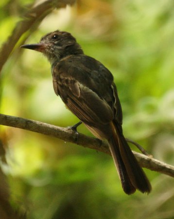 Photo (21): Brown-crested Flycatcher