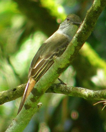 Photo (16): Brown-crested Flycatcher