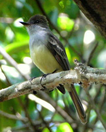 Photo (18): Brown-crested Flycatcher