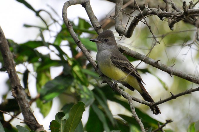 Photo (3): Brown-crested Flycatcher
