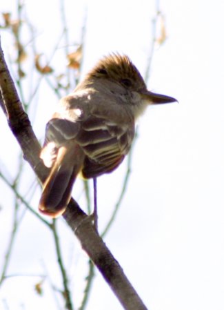 Photo (17): Brown-crested Flycatcher