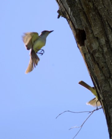 Photo (19): Brown-crested Flycatcher