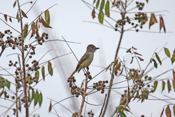 Photo (1): Yucatan Flycatcher