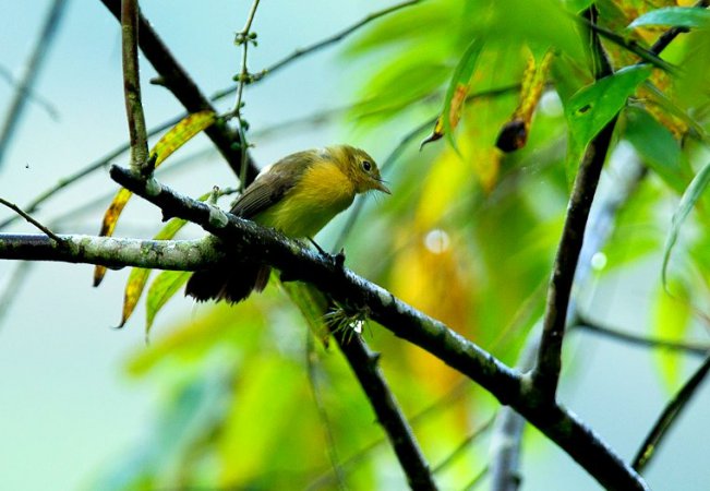 Photo (1): Sulphur-rumped Flycatcher