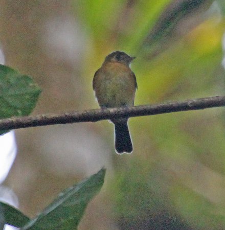 Photo (3): Sulphur-rumped Flycatcher