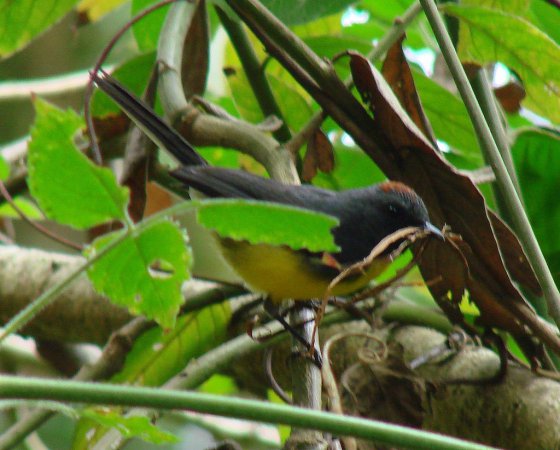Photo (9): Slate-throated Redstart