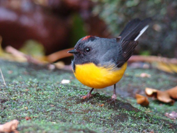 Photo (8): Slate-throated Redstart