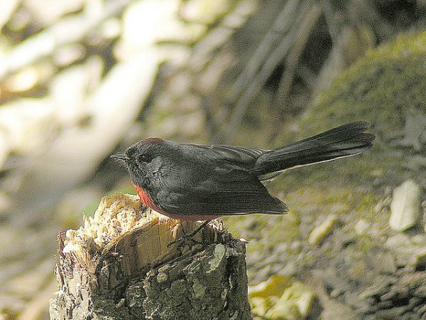Photo (6): Slate-throated Redstart