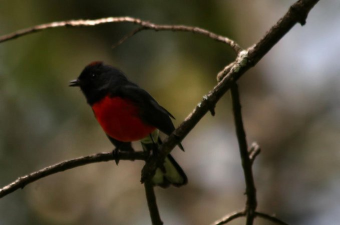 Photo (10): Slate-throated Redstart