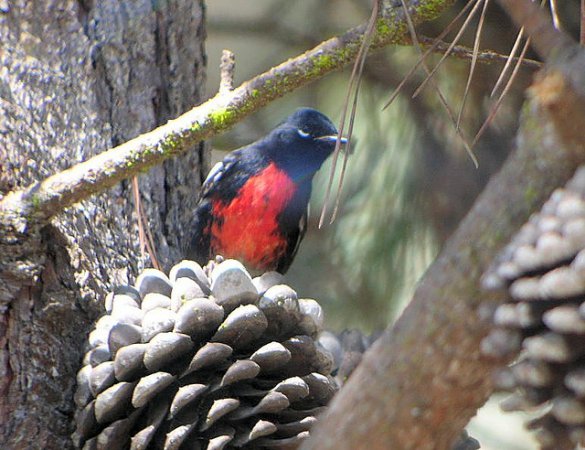 Photo (16): Painted Redstart
