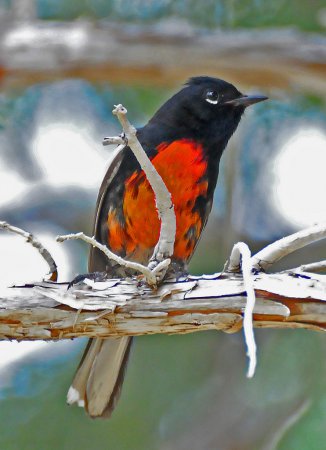 Photo (6): Painted Redstart