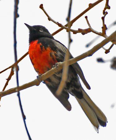 Photo (11): Painted Redstart