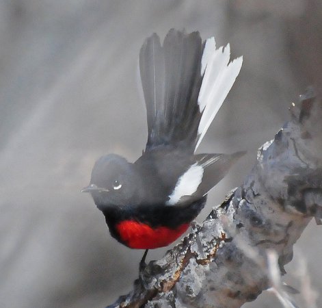 Photo (13): Painted Redstart