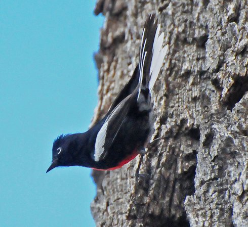 Photo (18): Painted Redstart