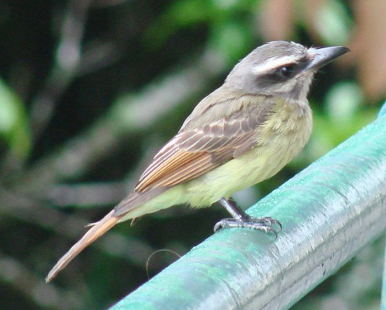 Photo (3): Golden-crowned Flycatcher