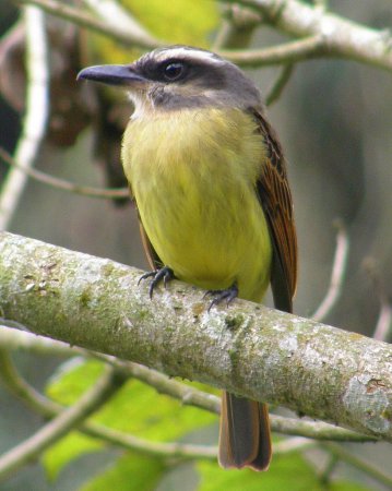 Photo (2): Golden-crowned Flycatcher