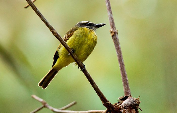 Photo (1): Golden-crowned Flycatcher