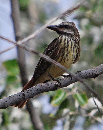 Photo (6): Sulphur-bellied Flycatcher