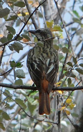 Photo (5): Sulphur-bellied Flycatcher