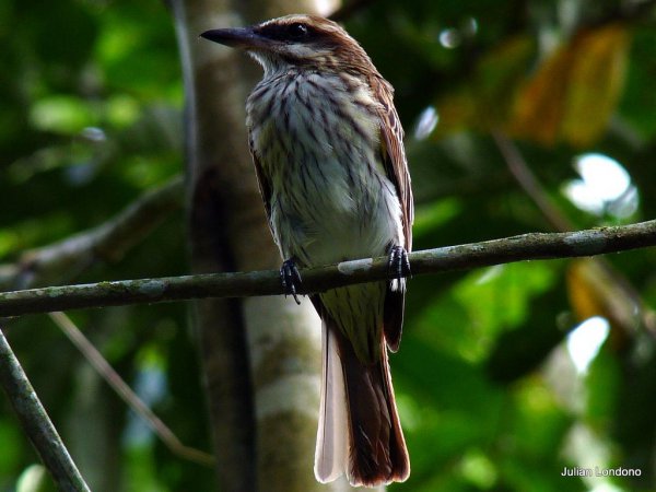 Photo (2): Streaked Flycatcher