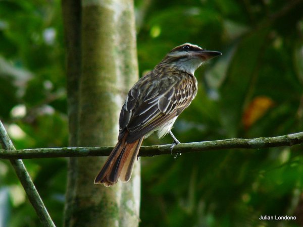 Photo (21): Streaked Flycatcher