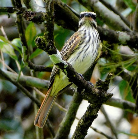Photo (15): Streaked Flycatcher