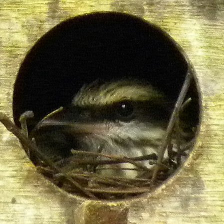 Photo (19): Streaked Flycatcher