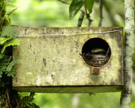Photo (10): Streaked Flycatcher