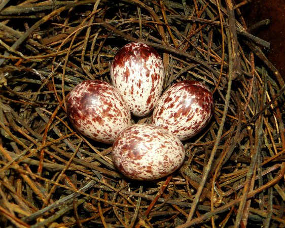 Photo (5): Streaked Flycatcher