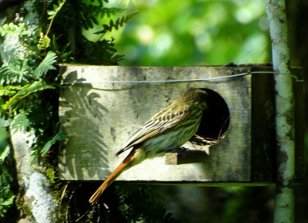 Photo (14): Streaked Flycatcher