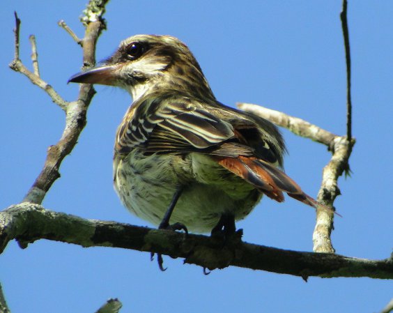 Photo (7): Streaked Flycatcher
