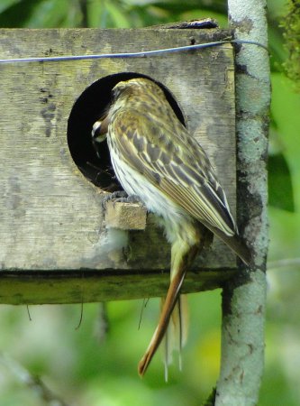 Photo (12): Streaked Flycatcher