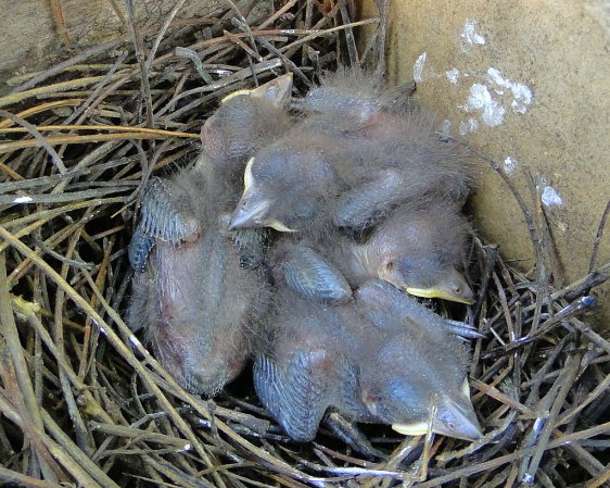 Photo (16): Streaked Flycatcher