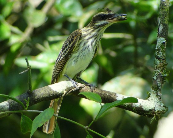 Photo (9): Streaked Flycatcher