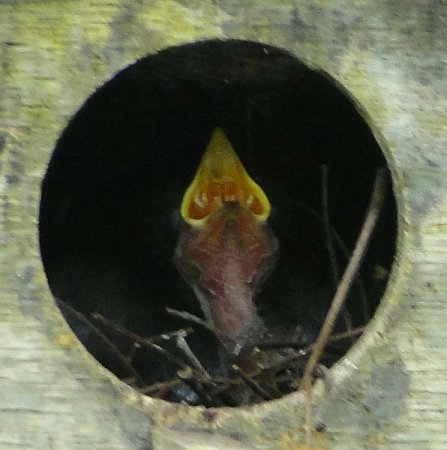 Photo (11): Streaked Flycatcher