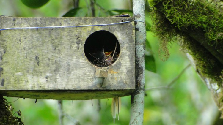 Photo (20): Streaked Flycatcher