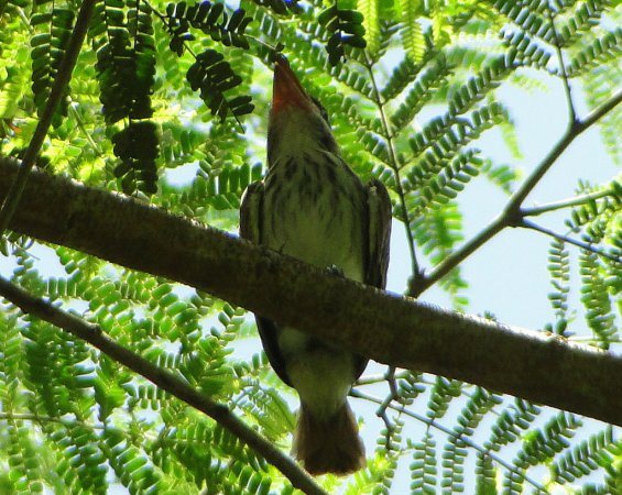 Photo (13): Streaked Flycatcher